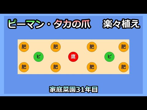 【ピーマンと鷹の爪の楽々植え】省力化と草マルチ化 家庭菜園31年目