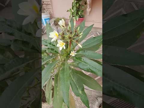 Champa Beautiful Flowering Plant In Garden 🌱🏡🌿 | #shortsviral #shorts #champa #flowers