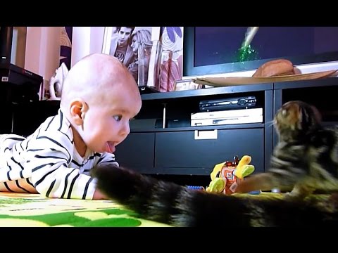 Baby React To Funny Cats