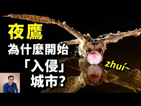 為什麼夜鷹開始大量「入侵」城市？半夜高達90分貝的叫聲影響睡眠，到底該怎麼辦？夜鷹的瘋狂真相……【老肉雜談】#動物 #鳥類 #夜鷹 #噪音