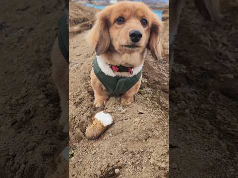 ながいもを食べる犬 2