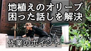 【オリーブの木】思い通りに育ってくれない地植えのオリーブの木。困った話を解決！作業のポイントをお話します