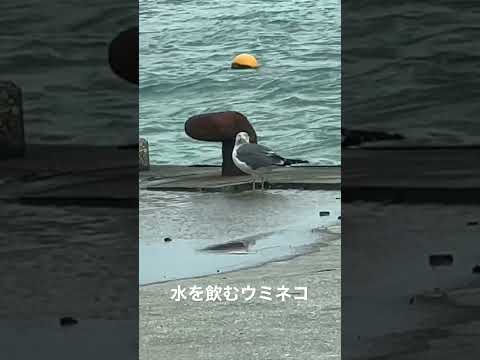 水を飲むウミネコ