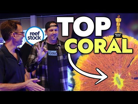 Top 3 COLORFUL Corals At Reefstock Denver 2024