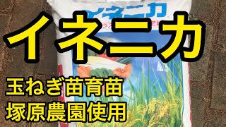 【イネニカ】玉ねぎ種まき　覆土　嫌光性種子　玉ねぎ育苗　ケイ酸カルシウム　塚原農園使用