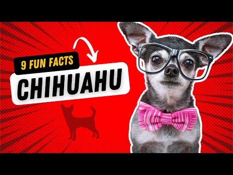 9 Fun Facts About The Chihuahua (You Might Not Have Known)