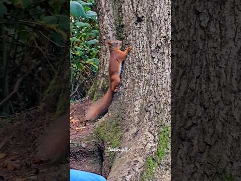 Rare Red Squirrel Found