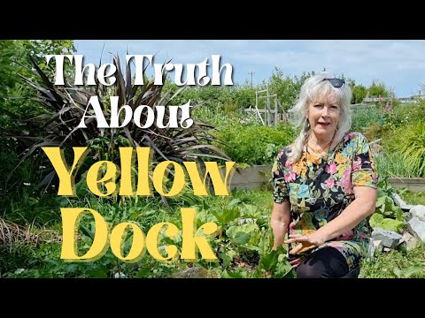 The Truth about Yellow Dock