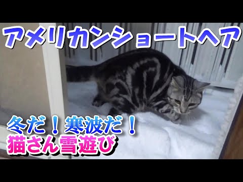 冬だ！寒波だ！猫さん雪遊び（アメリカンショートヘア）