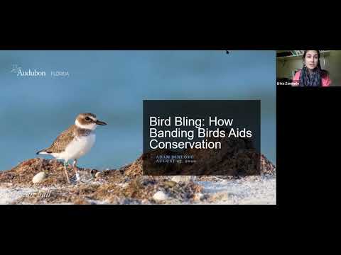 Bird Bling: How Banding Birds Aids Conservation