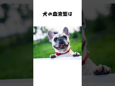 犬にまつわる雑学#雑学 #犬#dog #ペット