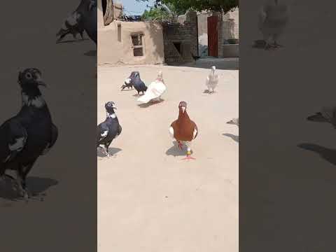 #beautiful #kabootar #lovestatus #sadstatus #pigeonstatus #whatsappstatus #funny #love #hen #shorts