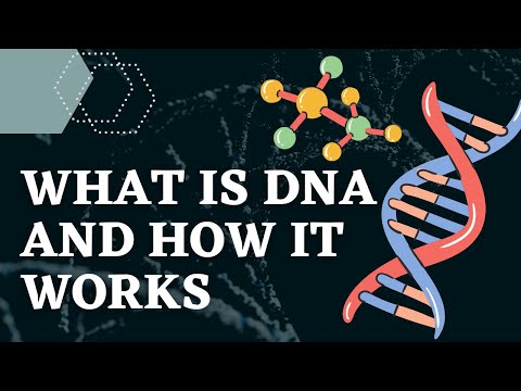 What is DNA and How Does It Works? Structure & Function