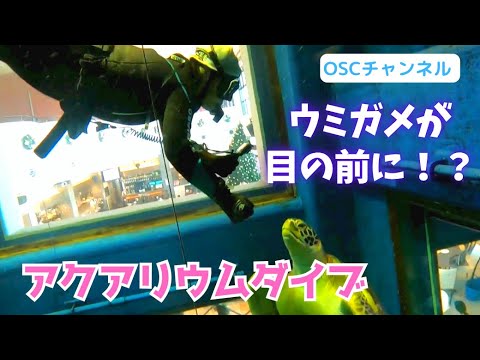 ウミガメが目の前に！？水族館のような巨大水槽を潜ってみた！スノーケリング（シュノーケリング）＆スキンダイビング！アクアリウムダイブ in 千葉みなと♪