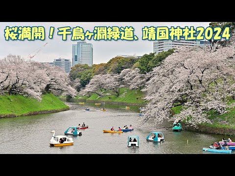 【4K】桜満開！千鳥ヶ淵緑道＆靖国神社2024