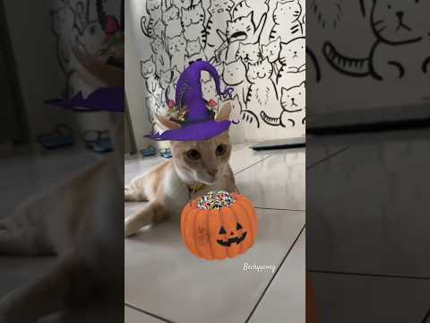 #猫咪 #宠物 #可爱 #万圣节 #南瓜 #halloween #pet #cat #cute #pumkin #kucing #comel