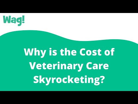 Why is the Cost of Veterinary Care Skyrocketing? | Wag!