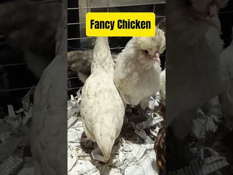 Fancy Chickens #poultryshow