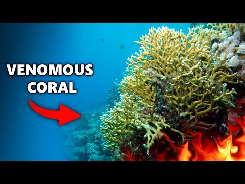 Why you Should NEVER Touch FIRE CORAL...