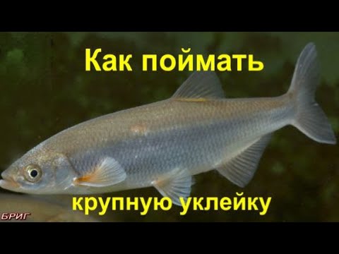 Как поймать крупную уклейку.