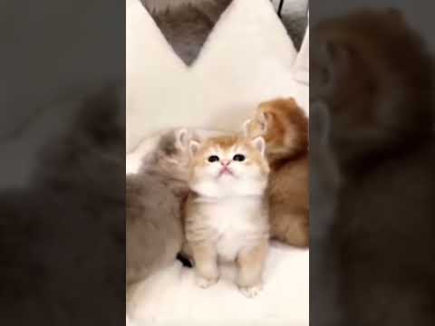 cute cat video #shorts #cat #ytshorts #cutecat