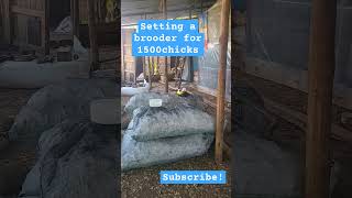 setting a brooder for 1500 birds. #poultrykeeping #chicken #farming #poultrylife #farm#youtubeshort