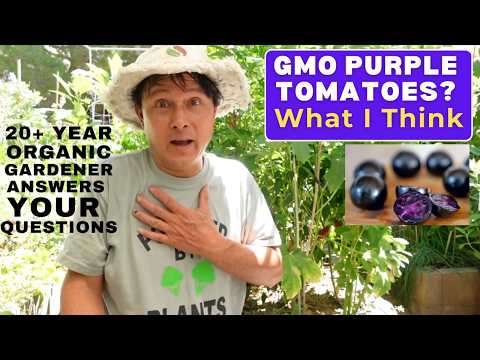 GMO Purple Tomatoes? Answering Your Organic Gardening Questions