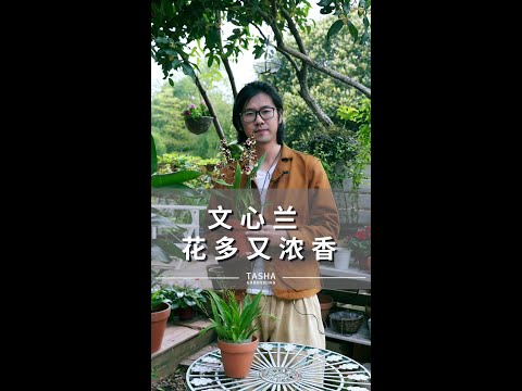 想要既好看又有香味的花卉？不妨入手一盆文心兰吧~