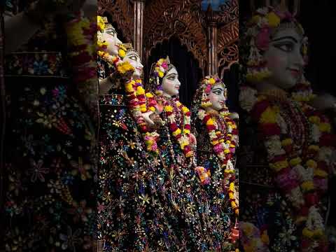 ❤️ Today's darshan of narasimha Deb, Radha Madhav, panchatatwa divine ♥️ 30/12/24 #mayapuriskcon