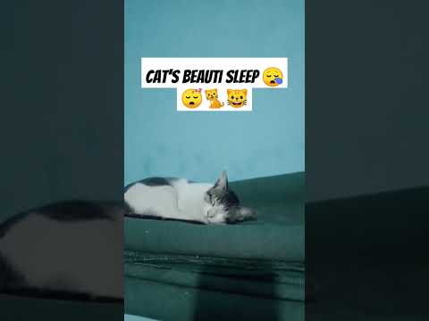 #cat's beauty sleep#cat #youtube #youtuber #youtubeshorts