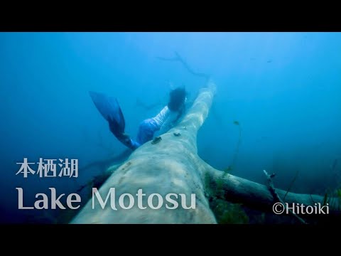 本栖湖ダイビング：Free Diving in Japan's Freshwater Dive Site Lake Motosu | Driftwood, Black Bass