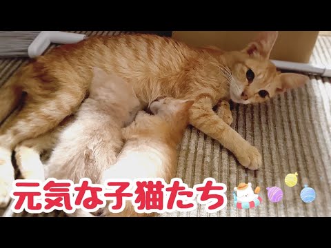 お腹いっぱいになり熟睡する子猫とそれを起こそうとする子猫がかわいい