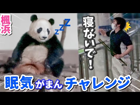 【パンダアイドル楓浜】もう限界！眠気と戦う楓浜のナイト営業奮闘記💤