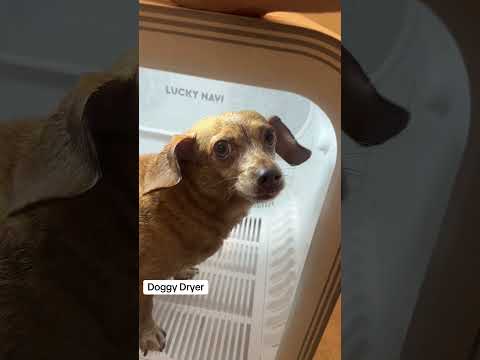 Doggy Hair Dryer! HobbyFlappy in his box. #doggydryer #dogdryer #hobbyflappy