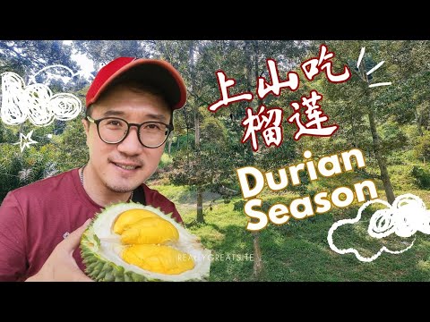 第一次上山去捡榴莲,吃榴莲的体验咯！First time experience with Malaysia Durian harvesting at my friend's orchard.