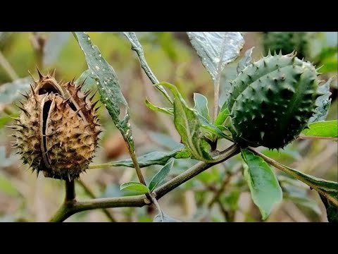 古代第一迷藥：“蒙汗藥”的威力有多大？