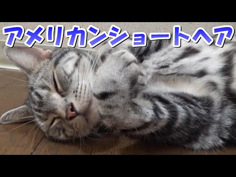 家のどこかにいる猫（アメリカンショートヘア）