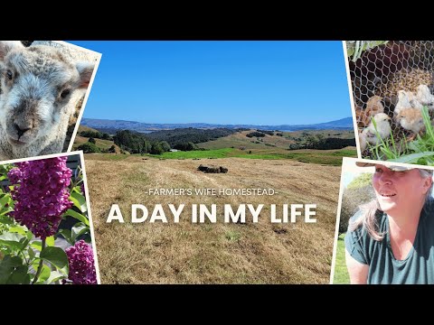 A DITL OF A FARMER'S WIFE IN NEW ZEALAND