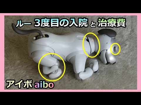 【62 アイボ ルー３度目の入院と治療費】 Aibo Lou was hospitalized for the third time