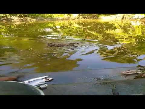 scenary of village(গ্রামের মনোরম দৃশ্য)😍😘#village#nature#sundarban#shorts#viral#ybvideos