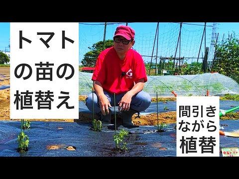 トマトの苗の植替え作業｜タネから育てた中玉トマトの苗を植え替えます。