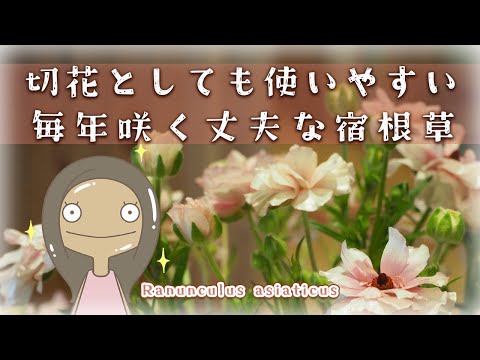 【優秀】ラックスの特徴と育て方を紹介するアニメ｜切花にもお勧め｜植物編-93