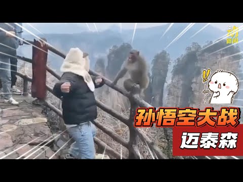 动新闻｜人猴开打 猴子差点跌下山