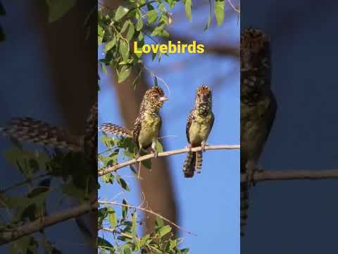 Loverbirds youtube