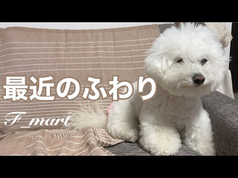 最近のふわり　-ビションフリーゼ犬-