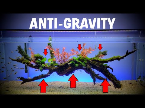 ANTI-GRAVITY Aquarium Aquascape Setup!