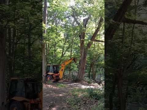 Dangerous rotten tree removal