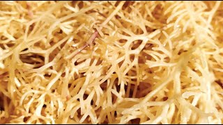 Organic Gold Irish Sea Moss | 100% Natural Grown