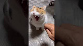 【三毛猫】おやすみだけを言いに来たミケ