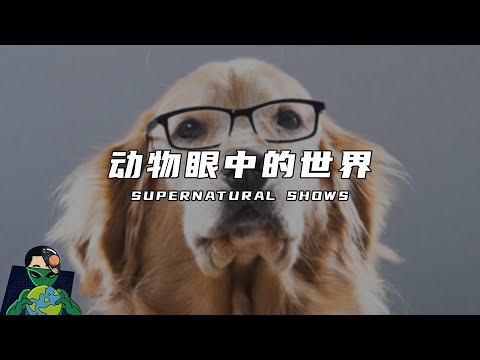 动物眼中的世界